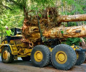 Dynamic father-daughter duo, Randy and Jessi Haley, haul large trees with rootwads to the project.