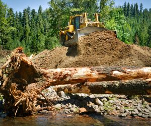 To reconnect Staley Creek to its floodplain, removing berms was essential.