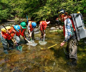 Fish Salvage at Staley Creek