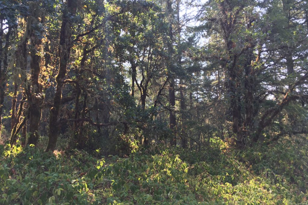 Pre-project conditions - thick blackberry in the understory