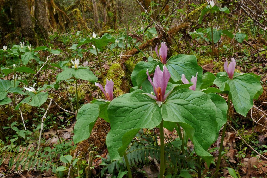 Trillium albidum